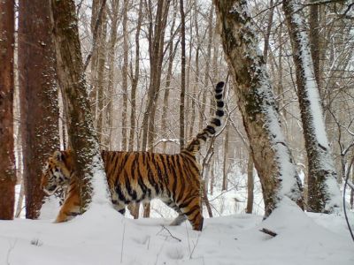 Фото: центр "Амурский тигр"